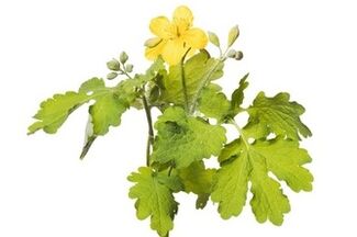 يحتوي Gelarex على بقلة الخطاطيف