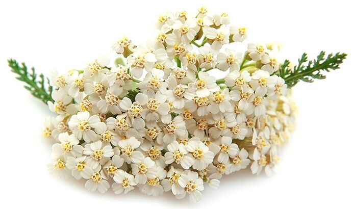 يحتوي جيلاركس على ألف ورقة